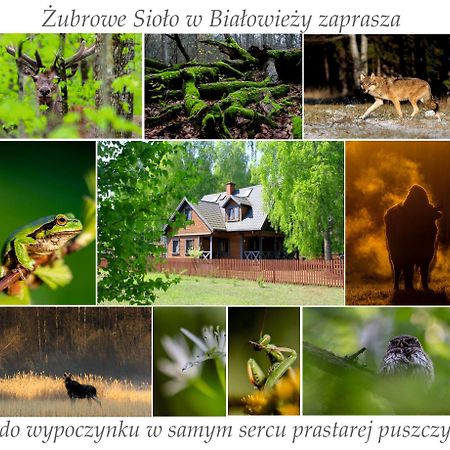 Apartament Jasinskiego Z Ogrodem 皮瑟兹诺 外观 照片
